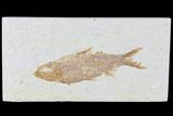 Knightia Fossil Fish - Wyoming #81466-1